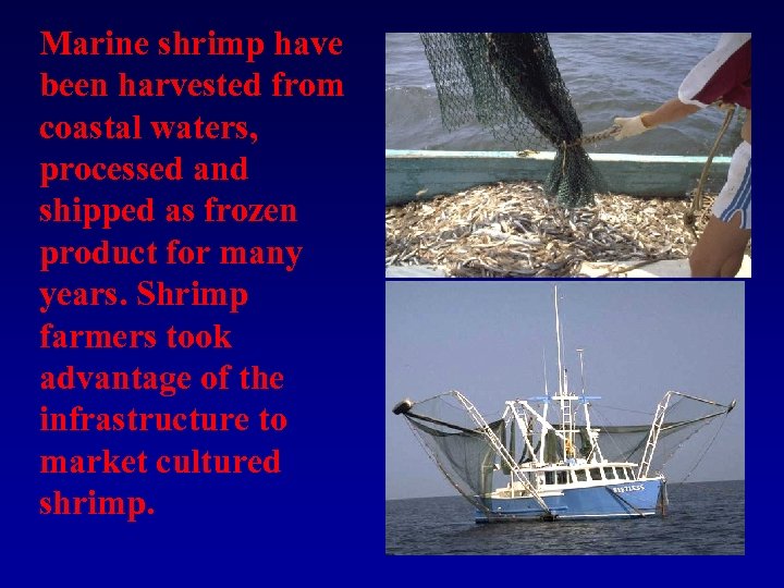 Marine shrimp have been harvested from coastal waters, processed and shipped as frozen product