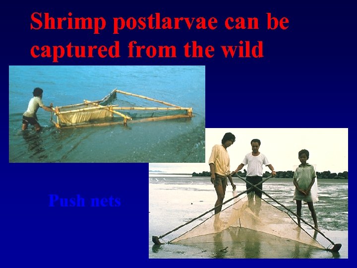 Shrimp postlarvae can be captured from the wild Push nets 