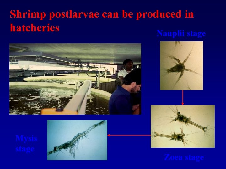 Shrimp postlarvae can be produced in hatcheries Nauplii stage Mysis stage Zoea stage 