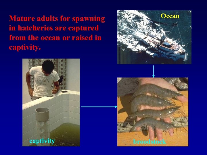 Mature adults for spawning in hatcheries are captured from the ocean or raised in