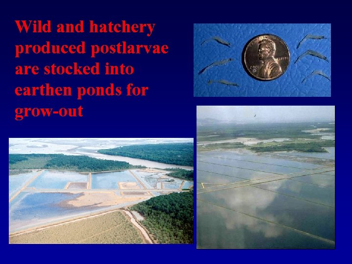 Wild and hatchery produced postlarvae are stocked into earthen ponds for grow-out 