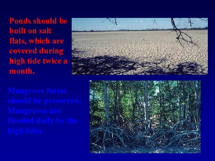 Ponds should be built on salt flats, which are covered during high tide twice