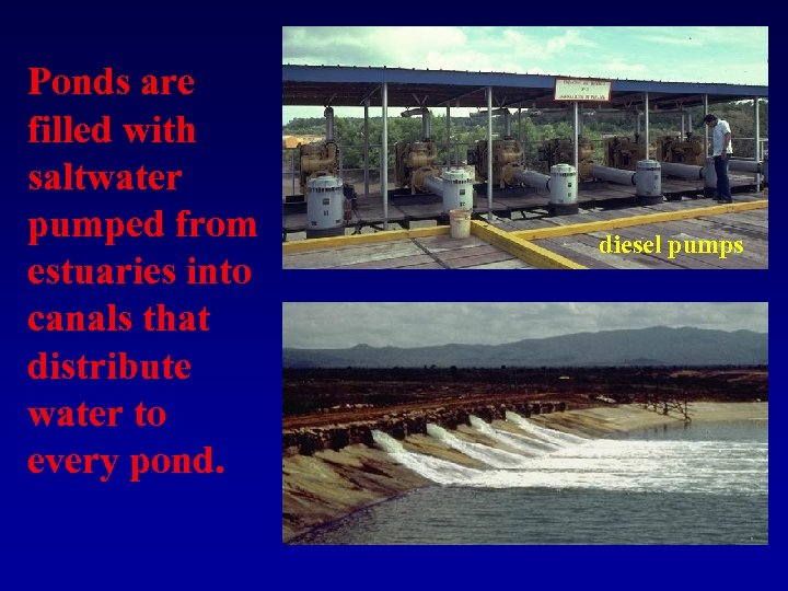 Ponds are filled with saltwater pumped from estuaries into canals that distribute water to