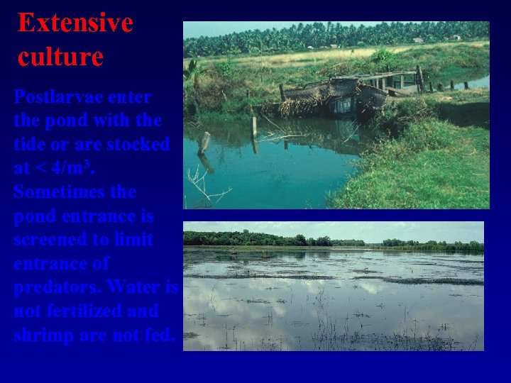 Extensive culture Postlarvae enter the pond with the tide or are stocked at <