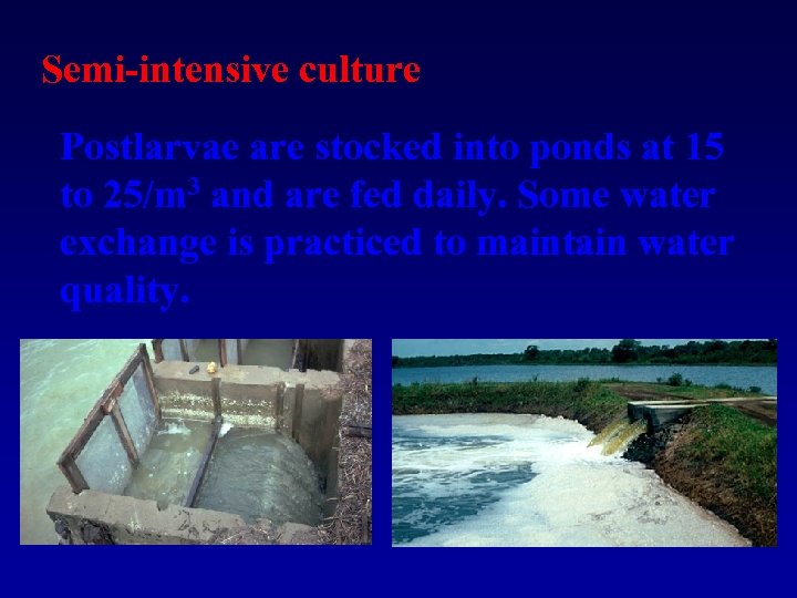 Semi-intensive culture Postlarvae are stocked into ponds at 15 to 25/m 3 and are