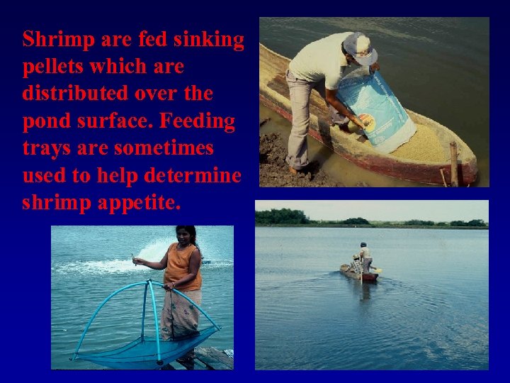 Shrimp are fed sinking pellets which are distributed over the pond surface. Feeding trays