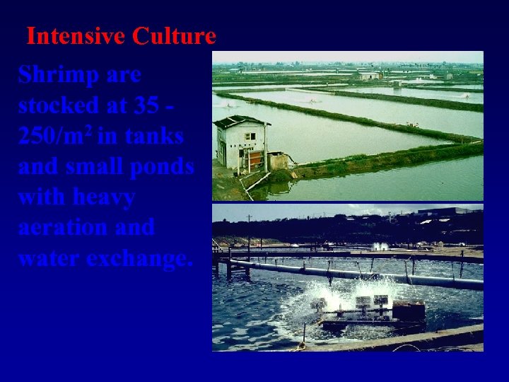 Intensive Culture Shrimp are stocked at 35 250/m 2 in tanks and small ponds