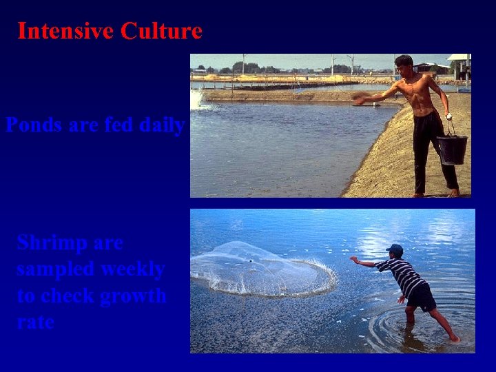 Intensive Culture Ponds are fed daily Shrimp are sampled weekly to check growth rate