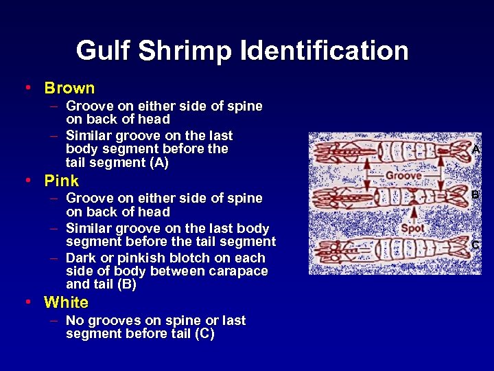 Gulf Shrimp Identification • Brown – Groove on either side of spine on back