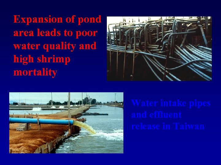 Expansion of pond area leads to poor water quality and high shrimp mortality Water