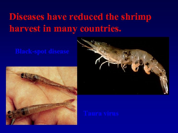 Diseases have reduced the shrimp harvest in many countries. Black-spot disease Taura virus 