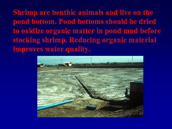 Shrimp are benthic animals and live on the pond bottom. Pond bottoms should be