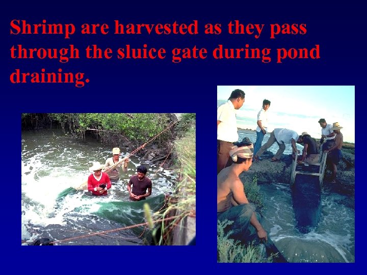 Shrimp are harvested as they pass through the sluice gate during pond draining. 