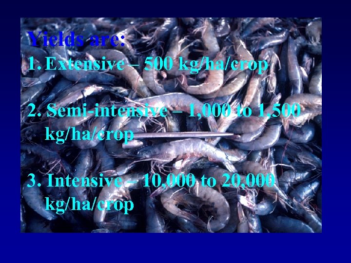 Yields are: 1. Extensive – 500 kg/ha/crop 2. Semi-intensive – 1, 000 to 1,