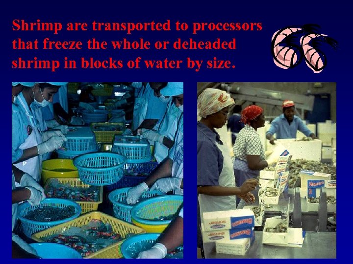 Shrimp are transported to processors that freeze the whole or deheaded shrimp in blocks