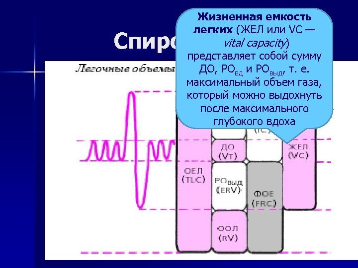 Жизненная емкость легких (ЖЕЛ или VC — vital capacity) представляет собой сумму ДО, РОвд