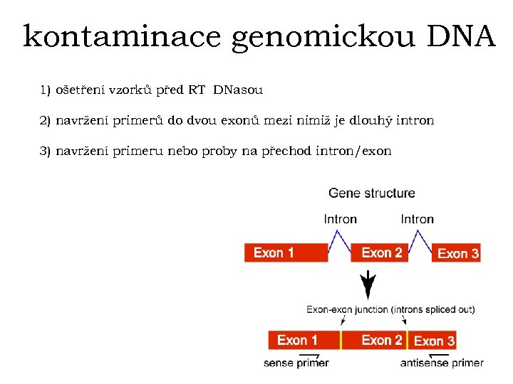 kontaminace genomickou DNA 1) ošetření vzorků před RT DNasou 2) navržení primerů do dvou