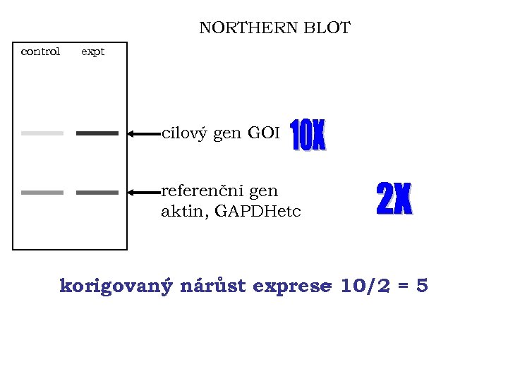 NORTHERN BLOT control expt cílový gen GOI referenční gen aktin, GAPDHetc korigovaný nárůst exprese