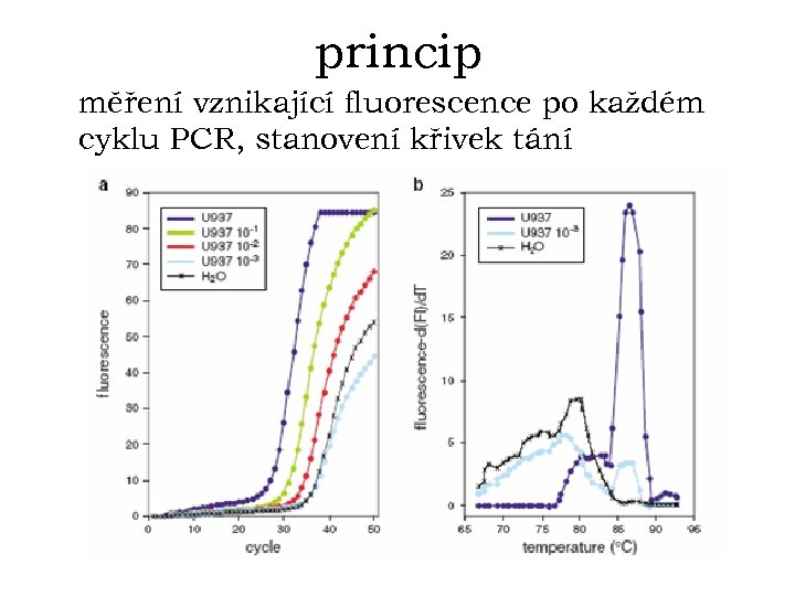princip měření vznikající fluorescence po každém cyklu PCR, stanovení křivek tání 
