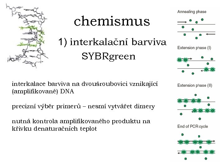 chemismus 1) interkalační barviva SYBRgreen interkalace barviva na dvoušroubovici vznikající (amplifikované) DNA precizní výběr