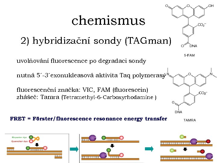 chemismus 2) hybridizační sondy (TAGman) uvolňování fluorescence po degradaci sondy nutná 5´-3´exonukleasová aktivita Taq