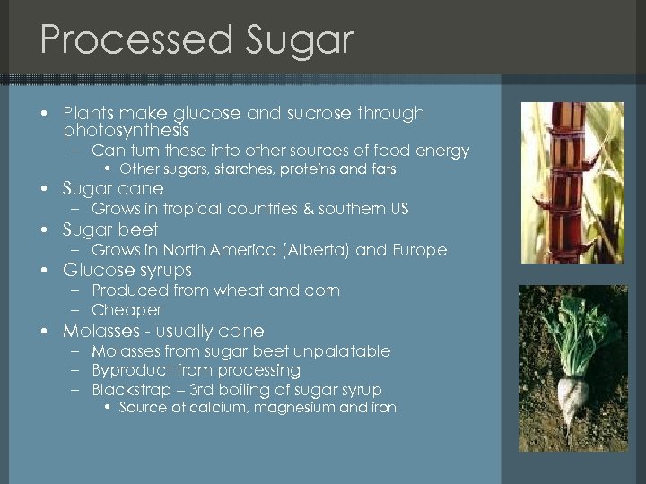 Processed Sugar • Plants make glucose and sucrose through photosynthesis – Can turn these