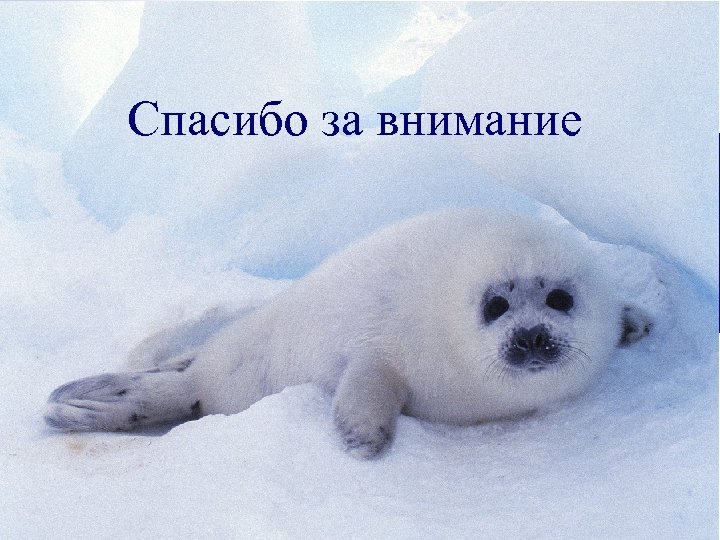 Спасибо за внимание 