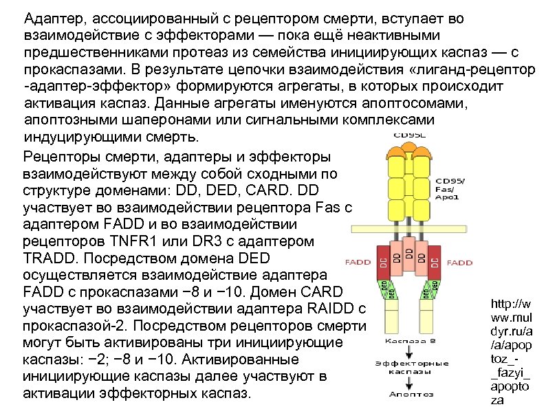 Адаптер, ассоциированный с рецептором смерти, вступает во взаимодействие с эффекторами — пока ещё неактивными