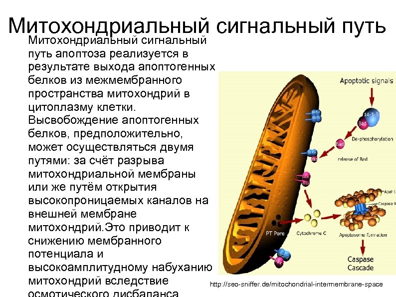 Митохондриальный сигнальный путь апоптоза реализуется в результате выхода апоптогенных белков из межмембранного пространства митохондрий
