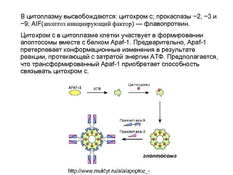 Какие клетки принимают участие