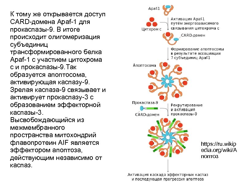 К тому же открывается доступ CARD-домена Apaf-1 для прокаспазы-9. В итоге происходит олигомеризация субъединиц