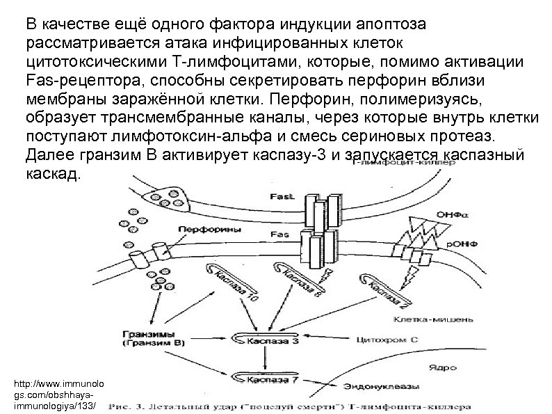 В качестве ещё одного фактора индукции апоптоза рассматривается атака инфицированных клеток цитотоксическими Т-лимфоцитами, которые,