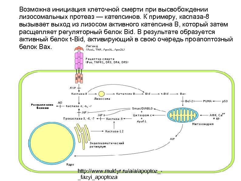 Возможна инициация клеточной смерти при высвобождении лизосомальных протеаз — катепсинов. К примеру, каспаза-8 вызывает