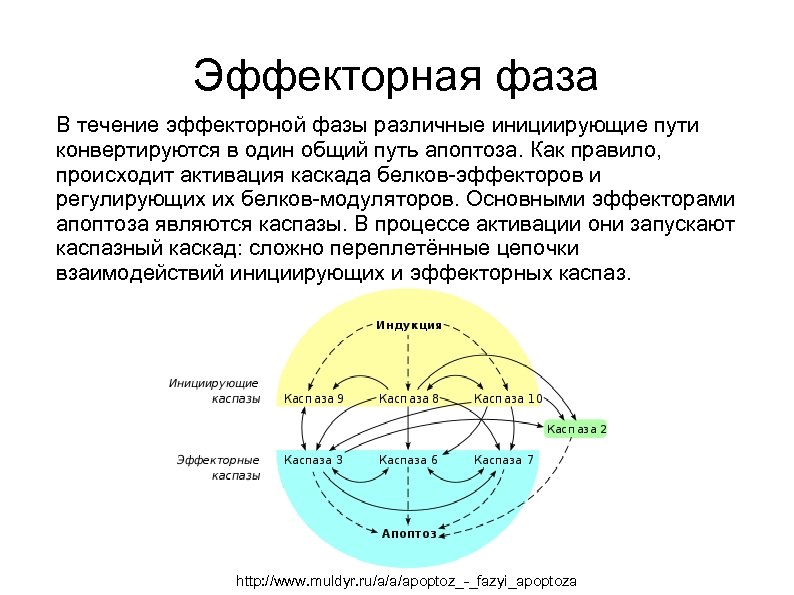 Эффекторная фаза В течение эффекторной фазы различные инициирующие пути конвертируются в один общий путь