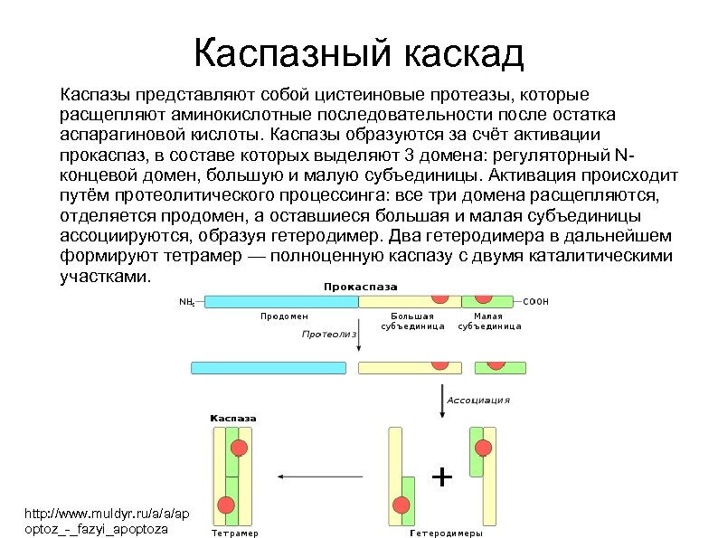 Каспазный каскад Каспазы представляют собой цистеиновые протеазы, которые расщепляют аминокислотные последовательности после остатка аспарагиновой