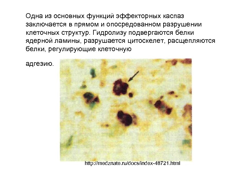 Одна из основных функций эффекторных каспаз заключается в прямом и опосредованном разрушении клеточных структур.