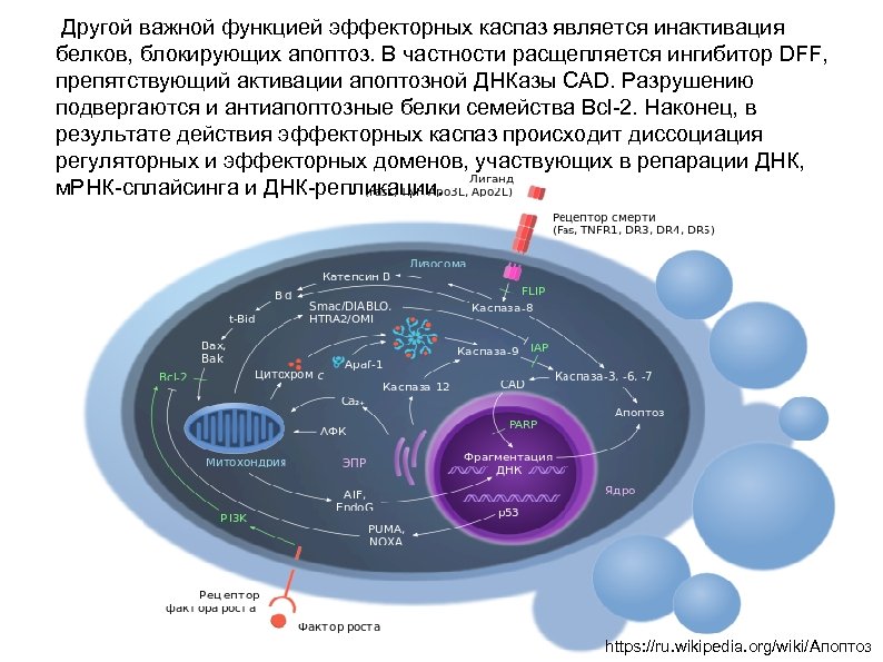 Другой важной функцией эффекторных каспаз является инактивация белков, блокирующих апоптоз. В частности расщепляется ингибитор