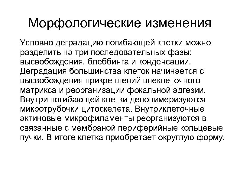 Морфологические изменения Условно деградацию погибающей клетки можно разделить на три последовательных фазы: высвобождения, блеббинга