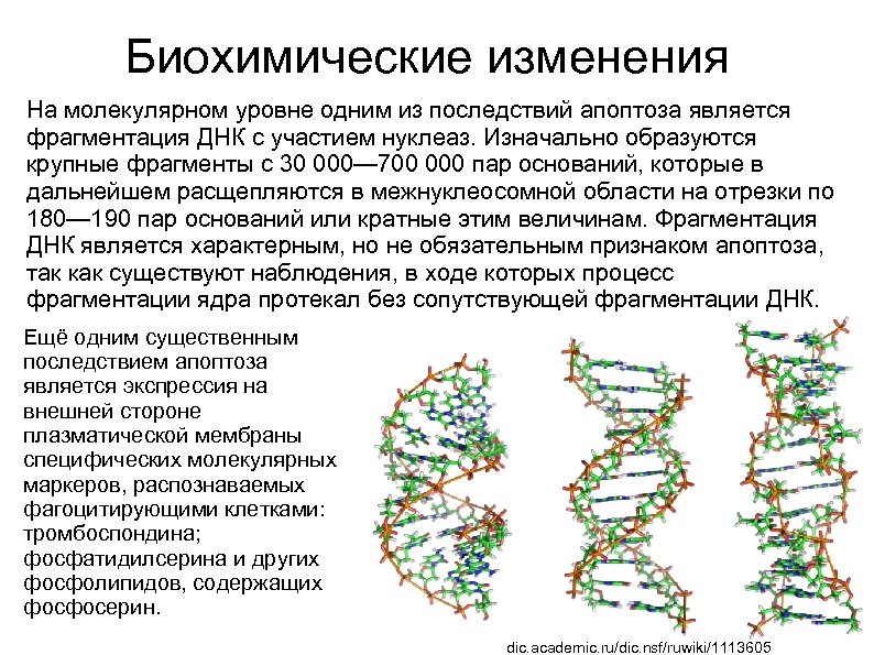 Фрагментация днк. Биохимические изменения при апоптозе. Изменение структуры ДНК. Основным биохимическим признаком апоптоза является. Биохимические критерии апоптоза.