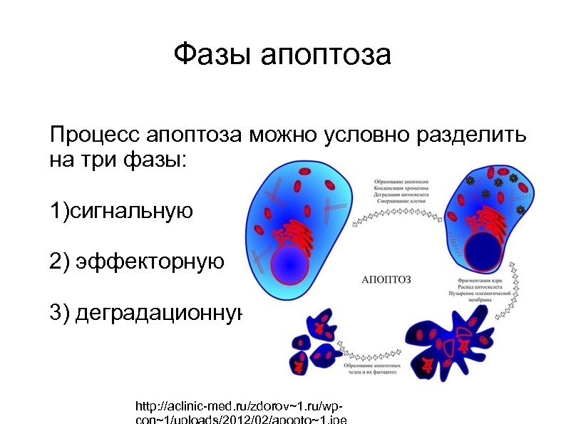 Фазы апоптоза Процесс апоптоза можно условно разделить на три фазы: 1)сигнальную 2) эффекторную 3)