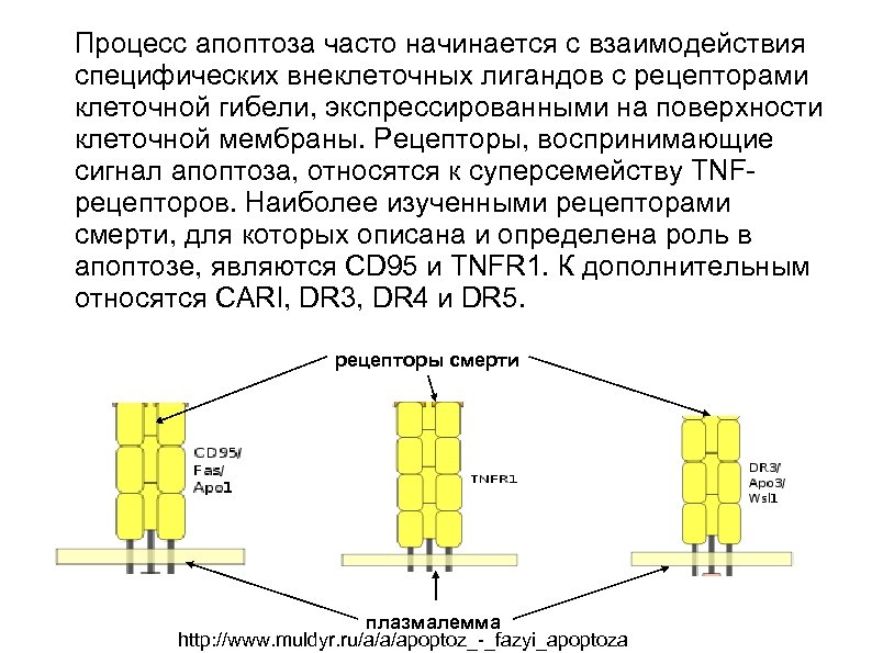 Процесс апоптоза часто начинается с взаимодействия специфических внеклеточных лигандов с рецепторами клеточной гибели, экспрессированными
