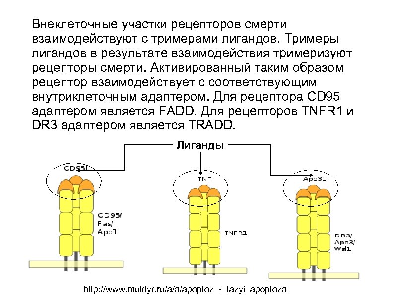Внеклеточные участки рецепторов смерти взаимодействуют с тримерами лигандов. Тримеры лигандов в результате взаимодействия тримеризуют