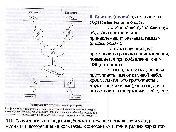 II. Слияние (фузия) протопластов с образованием диплоидов. Объединение суспензий двух образцов протопластов, принадлежащих разным