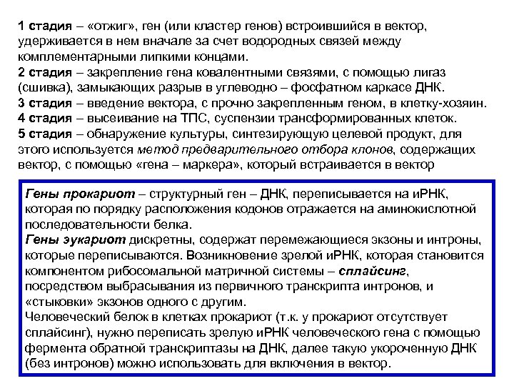 1 стадия – «отжиг» , ген (или кластер генов) встроившийся в вектор, удерживается в