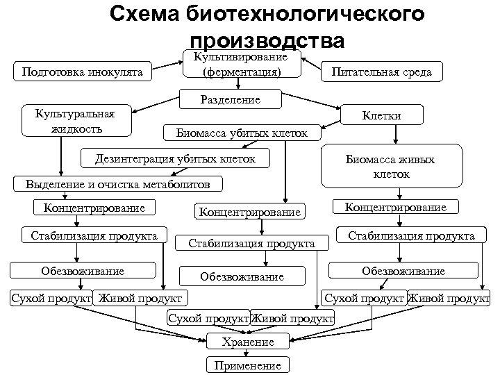 Схема биотехнологического производства Культивирование (ферментация) Подготовка инокулята Питательная среда Разделение Культуральная жидкость Клетки Биомасса