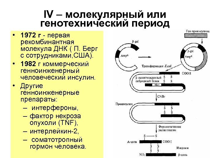 IV – молекулярный или генотехнический период • 1972 г - первая рекомбинантная молекула ДНК