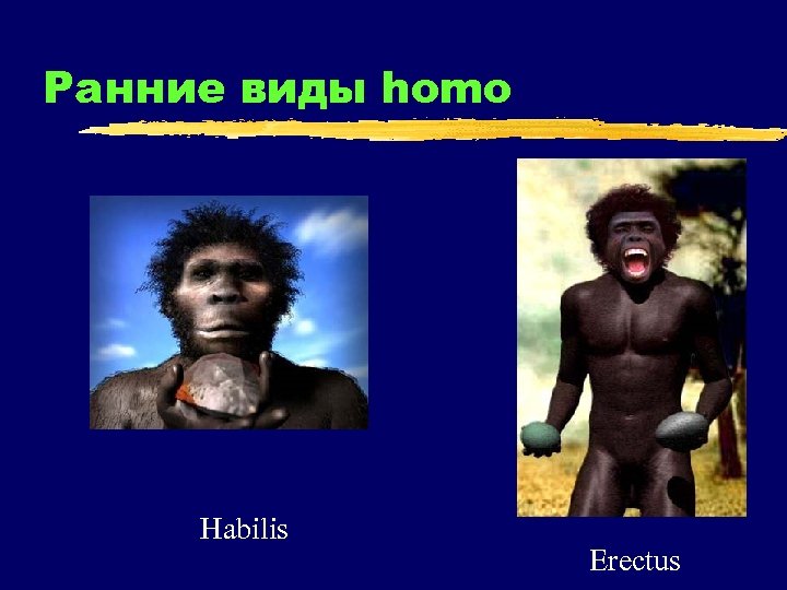 Ранние виды homo Habilis Erectus 