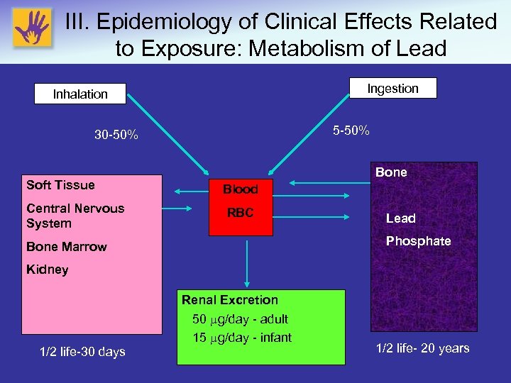 III. Epidemiology of Clinical Effects Related to Exposure: Metabolism of Lead Ingestion Inhalation 5