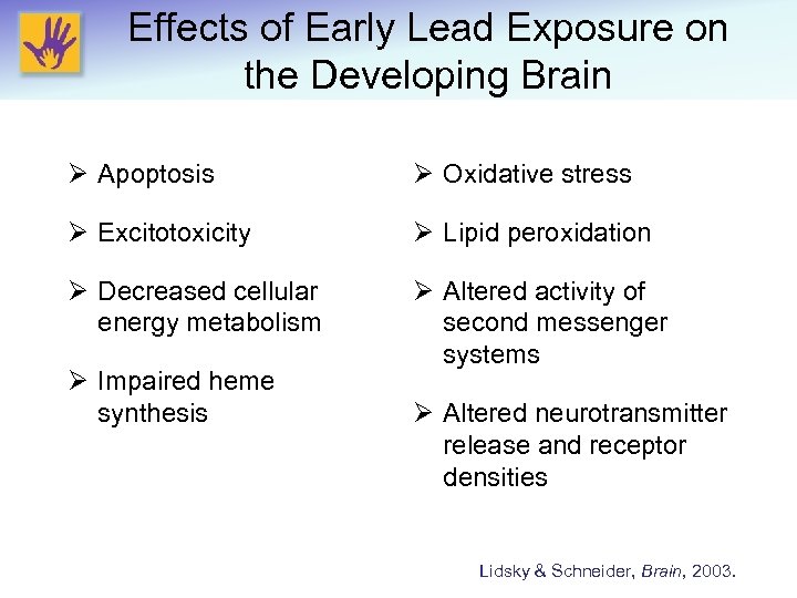 Effects of Early Lead Exposure on the Developing Brain Ø Apoptosis Ø Oxidative stress