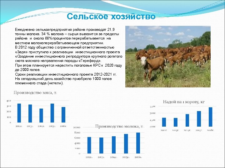Сельское хозяйство Ежедневно сельхозпредприятия района производят 21, 9 тонны молока. 34 % молока –